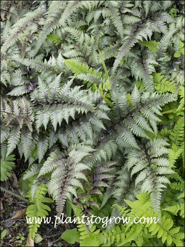 When I came across these plants they were already past the burgundy color stage.